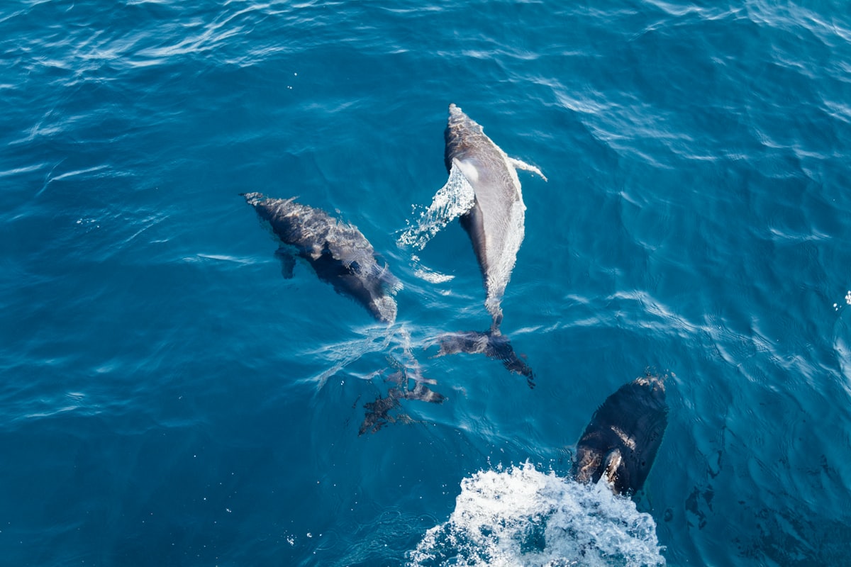 Lobsters, Dolphins & the Deep