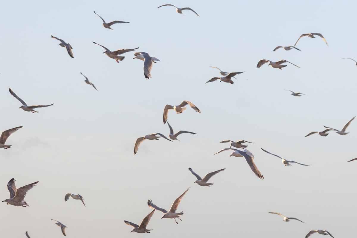 Seabirds in flight over the ocean